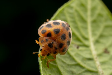 henosepilachna vigintioctomaculata Inhabiting on the leaves of wild plants