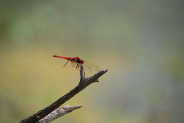 Dragonflies inhabit the wild in North China