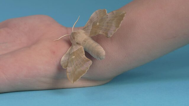 Laothoe populi butterfly sits on hand