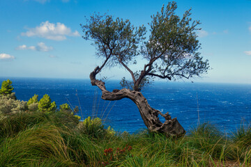 Olivenbaum an der Küste