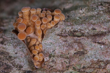 Tiny autumn wild forest mushrooms close up macro photography