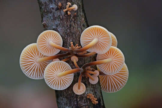 Tiny autumn wild forest mushrooms close up macro photography