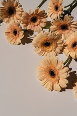 Delicate pale peach gerbera flower stems on white background. Aesthetic close up view floral...