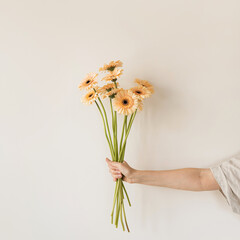 Gerbera flowers bouquet in female hands