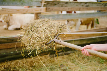 A farmer woman gives hay to cows in a stall on the farm. The farmer is using a pitchfork to give...