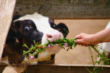 The farm animals are enjoying their meal of fresh grass in the peaceful countryside.