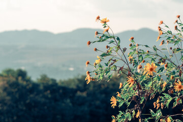  Wildflowers Overlooking Misty Mountain Range Landscape