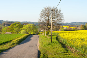 Bl&uuml;hender Raps bei Neu Reddevitz auf der Insel R&uuml;gen