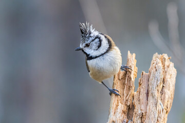 crested tit with a wooden stick