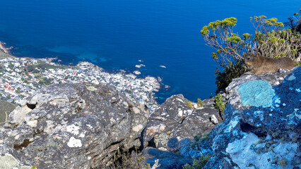Ein Klippschliefer genießt die Aussicht vom Tafelberg auf Kapstadt und den Atlantik