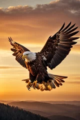 Poster Close-up of a beautiful eagle flying at sunset against the sky. Wildlife, protected birds concepts. © liliyabatyrova