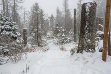 Schnee und Nebel die Bäume vom Klimawandel gezeichnet so führt der Götheweg im Harz den Wanderer durch die Landschaft