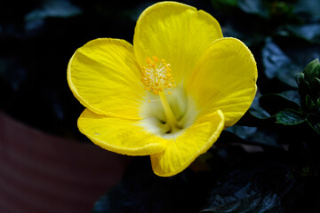 Beautiful hibiscus flower (Hibiscus rosa sinensis) on dark nature background. Hibiscus flower Jaswand Plant. Tropical Hawaiian Hibiscus flower, Selective Focus.