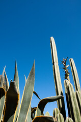 Cactus plant growing tall against a vivid blue clear sky.