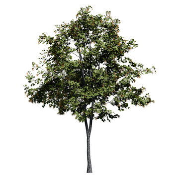 Young Black Alder tree with flowers Front View