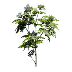 European Ash Plant Sapling with flowers Front View
