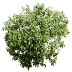 Young European Ash tree with flowers Top View