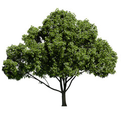 Fototapeta premium Mature European Ash tree with flowers Front View