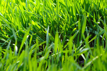 Closeup Nature view of Green, Red Leaf background, Flat lay, dark nature concept, tropical leaf, Leaf texture background, Selective Focus.