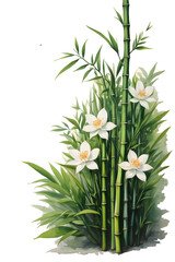 watercolor art of bamboo tree and flower on transparent background ,space for text