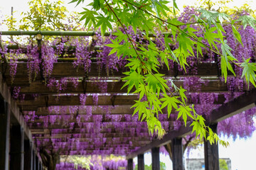 鳥羽水質保全センターの日本楓の若葉と藤の花 - obrazy, fototapety, plakaty