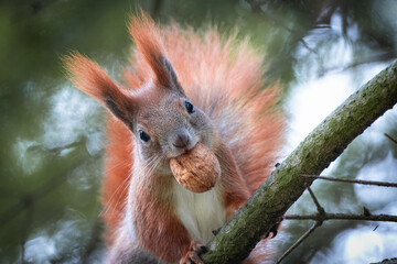A red squirrel sits on the branch, holds a walnut in the mouth, and looks into a camera. Squirrel is holding a walnut in the mouth close-up portrait. Squirrel with walnut.
