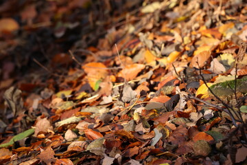 Background of autumn leaves on the ground. Autumn concept.