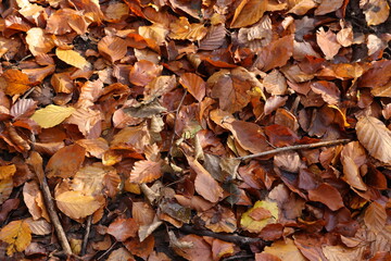 Background of autumn leaves on the ground. Autumn concept.
