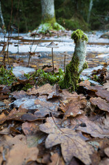 Two wild mushrooms on thin long stems growing on green moss on forest floor covered with fallen brown oak leaves, Late autumn first frost, Selective focus, Scandinavian nature