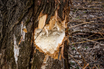 Fresh gnaws on a tree trunk made by beavers