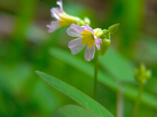 The Oxalis barrelieri or ground calincing flower blooms beautifully, the small trumpet-shaped flowers are purplish white
