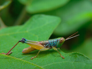 Beautiful Caryanda spuria grasshopper, horned grasshopper on a green leaf