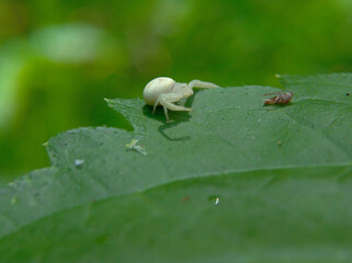 Goldenrod spider or Misumena vatia on green leaves