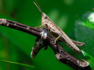 Brown rice grasshopper relaxing on a dry twig