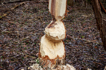 Wood sculpture created by beavers in the wild. Heavily chewed tree trunk