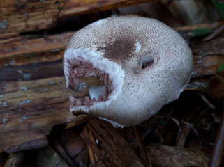 The forest mushroom Agaricus porphyrizon is eaten by insects
