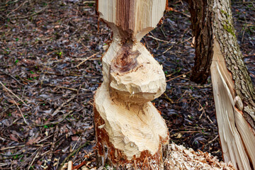 Obraz premium Wood sculpture created by beavers in the wild. Heavily chewed tree trunk