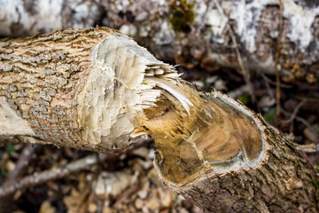 Close-up of a tree chewed by beavers in the wild