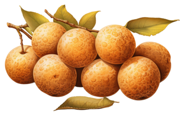 A Realistic Image Showcase of Longan on White or PNG Transparent Background