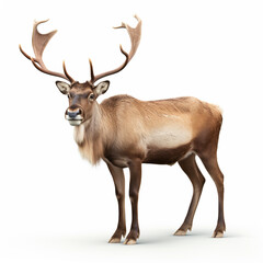 reindeer. Isolated over white background. generative ai