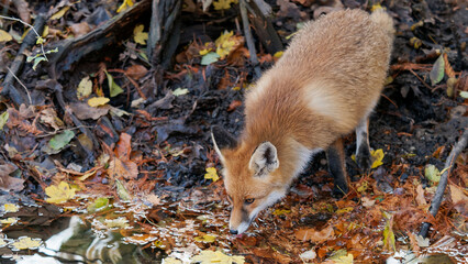 red fox in the woods