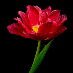 Red blooming tulip with green stem and leaf isolated on black background. Studio close-up shot.