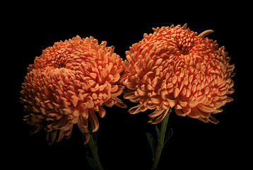 Two red-orange chrysanthemum flowers with green stem and leaves isolated on black background. Studio close-up shot.
