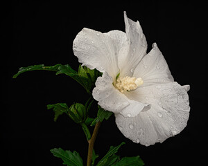 Beautiful white blooming hibiscus with water drops isolated on black background. Close-up studio shot.