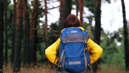 Woman traveler with backpack walks through dense forest admiring tall trees