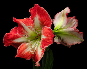 Red-white blooming Amaryllis flowers with green, stem, leaf, pollen isolated on black background. Studio close-up shot.