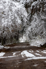 Leśny krajobraz z drogą w tle z drzewami w sniegu © jack