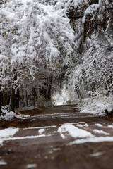 Leśny krajobraz z drogą w tle z drzewami w sniegu © jack