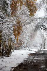 Leśny krajobraz z drogą w tle z drzewami w sniegu © jack