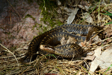 Kreuzotter // Common Adder (Vipera berus) Reptil des Jahres 2024